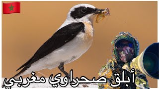 ابلق مغربي  black eared wheatear,. براري,  birdwatching  in morocco   اوريكا مراكش شوف اوكيمدن