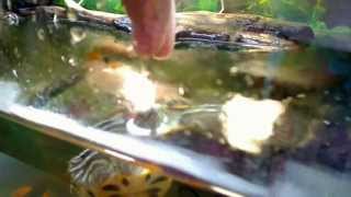 Hand Feeding Crazy Red Eared Slider