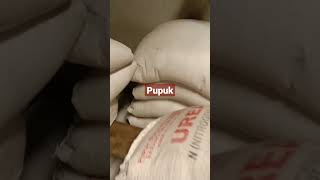 pupuk urea subsidi, #shorts  #pupuk  #petanisawitindonesia