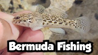 Tidal Pool Microfishing in Bermuda | Bermuda Fishing 🇧🇲