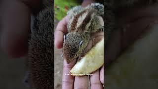 Anil Chella Kutty Papa #shorts #shortsfeed #shortsvideo #squirrel #squirrels #squirrelvideo #squirel