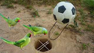 Build Underground Hole Bird Trap Make From Chopsticks & Ball