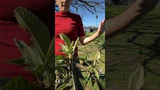 You NEED to Eat a Loquat! 🌱🤔 #shorts #gardening #shortsviral