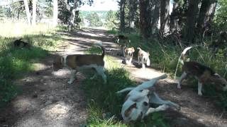 Balade quotidenne avec nos beagles et 3 chiots de 4 mois