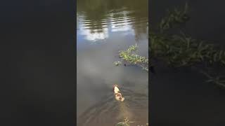 Perro es devorado por caiman en Brasil