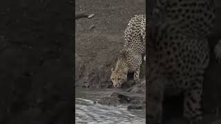 Leopardo vira jantar!  #ataque #incríveis #natureza #animais #crocodile #jacaré #subscribe