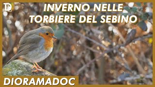 INVERNO NELLE TORBIERE DEL SEBINO | 🗺️ Lago d'Iseo | 🎥 ᴅɪᴏʀᴀᴍᴀᴅᴏᴄ | 📺 𝟷𝚡𝟶𝟻