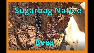 Native Sugarbag bees