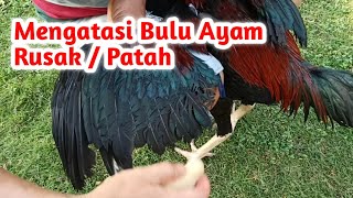 Tips mengatasi bulu Ayam rusak atau patah setelah di Abar