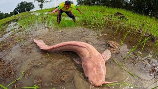 amazing fishing! catch a lot of fish little water at rice field by best hand a smart fisherman