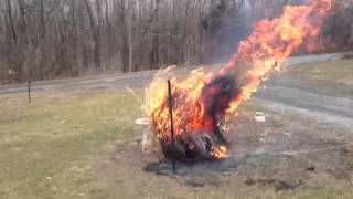 Burning of pampas grass