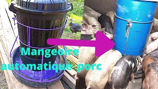 mangeoire automatique Porc de plus de 60 kgs