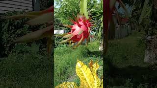 Ganda ng pagkahino ng #dragonfruit||SuperNORYang