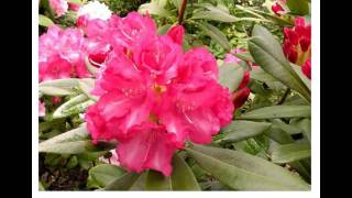 Rhododendron  'Marlis'