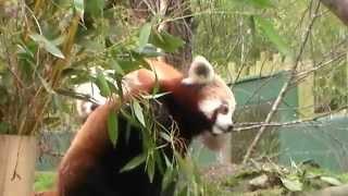 Red Panda at Dublin Zoo actually doing something!