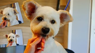 Grooming Little Bear by PetGroooming Mix Maltese