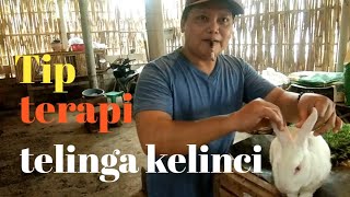 Cara merawat kelinci