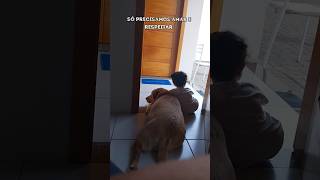 Definição do verdadeiro amor #pets #viralvideo #labrador