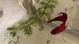 Successful Betta Fish Pairing