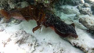 Cuttlefish mating