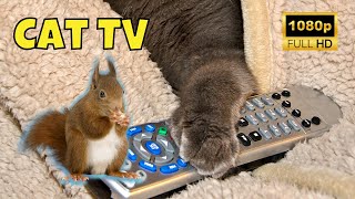 Cat TV: Videos for Cats 😺 1 Hour of Birds, Squirrels, Fish 🐦 Ep. 15