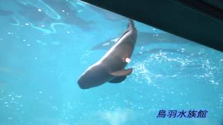 鳥羽水族館　スナメリ「マリン」に赤ちゃん誕生