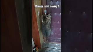 Самяу всё самяу