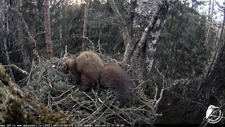 šo viesi labāk redzēt ejam ne nākam.  23.04.2021  /Latvijas Dabas fonds/