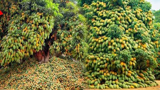 growing mango trees techniques for fast rooting mango tree