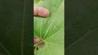 میرڈ بگ۔کدو #miridbugattack#kadu #cyberagriextension #miridbugattackonroundgourd