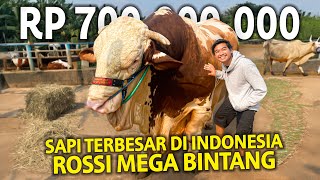 ROSSI SI SAPI TERBESAR DI INDONESIA 1,37 TON MEGA BINTANG! DI TAWAR RP 700JUTA?! SUMBER TERNAK FARM!