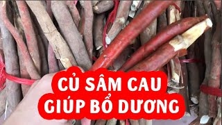 Sâm Cau Đỏ Vị Thuốc Bổ Dương Quý và Mua Sâm Cau Đỏ Ở Đâu