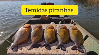 ACERTAMOS O CARDUME DE GRANDES PIRANHAS - PESCARIA EM MINAS GERAIS-