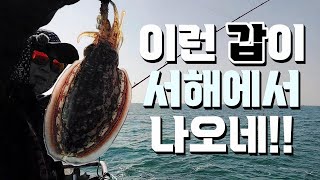 갑오징어 낚시!!후덜덜한 사이즈 시즌 오픈!!