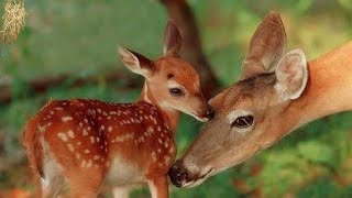 Звірі навесні. Природознавство другий клас. Розвиваюче відео для дітей.