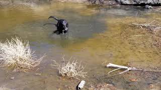 Dog thought she was jumping into clean water.