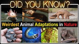 Top 10 Unbelievable, Interesting & Random Fun Facts About The Weirdest Animals Adaptations in Nature