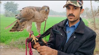 Baaz ko tama detay howay ||Feeding to hawk