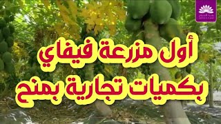 😍 أول مزرعة فيفاي بكميات تجارية بولاية منح ( مشروع اقتصادي زراعي ناجح)