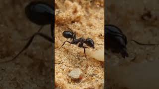 Secrets of Ant Rest: The Hidden World of Power Naps and Queen Sleep