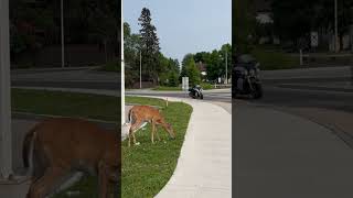 Deer in the city #shorts #canada