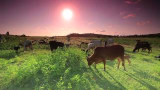 Herd of cows and goats in nice background eating green grass