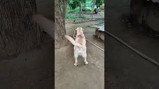 Labrador Angry on Desi Dog #Shorts