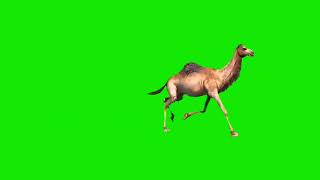 Running camel green screen 2019