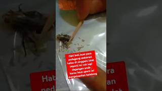 LALAT MENGELUARKAN BELATUNG