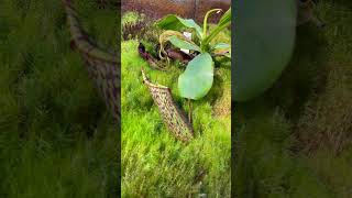 Carnivore Plant👇Visit Inside👇Oslo Botanical Garden