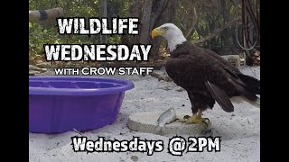 Wildlife Wednesday - Ep.11:  Feather Imping 101