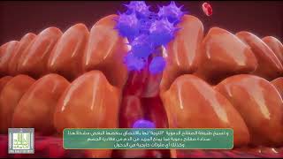 17  اسباب توقف الدم في حالات النزيف (عملية الإرقاء / تخثر الدم )  Hemostasis Process