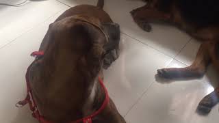 CUTE DOGS | WONDER PETS | ASO | MGA ASING CUTE | WAFFLE AND PEPPER | #DOGS #FunnyDogs #DogsAtHome