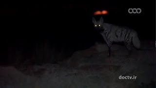 Wildlife of Iran Hyena